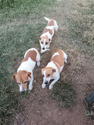 Jack Russell adult