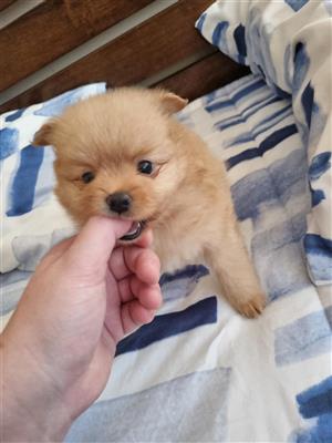 Toypom puppies for sale 