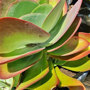 Kalanchoe Flapjacks