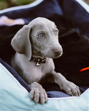 Weimaraner Puppies