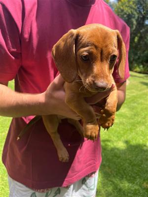 Dachshund puppies for sale
