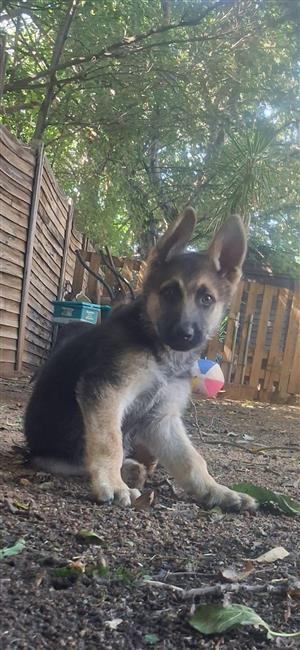 German Shepherd Puppies