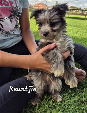 Yorkshire Terrier 