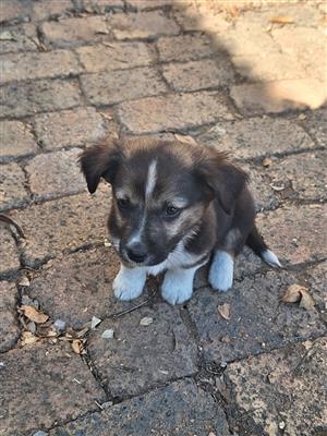 German shephard puppies