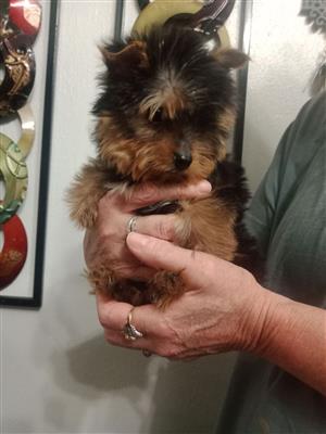 Teacup parti best sale yorkie for sale