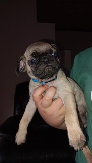 Pug puppies available. 2 males