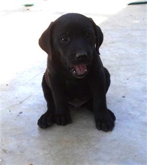 ridgeback x puppies for sale