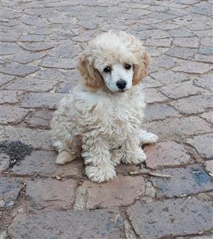 French Toy Poodle Junk Mail French Toy Poodle
