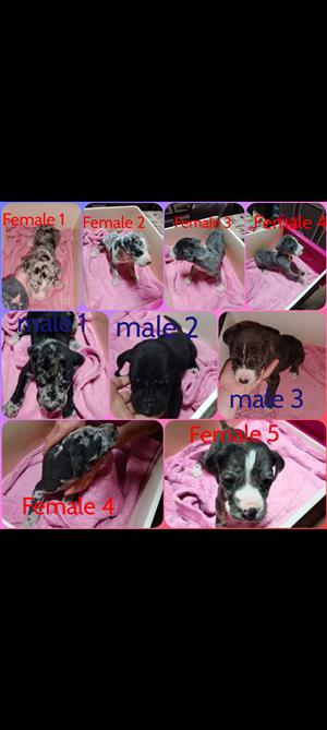 Greatdane puppies for sale