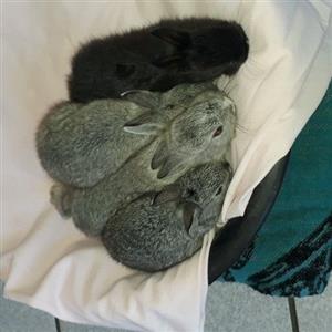 Nertherland dwarf bunnies 