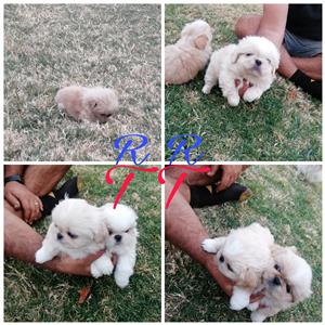 Pekingese pups for sale