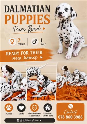 Purebred Dalmatian puppies for sale