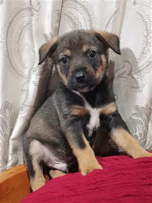 Lovely dachshund male puppy 
