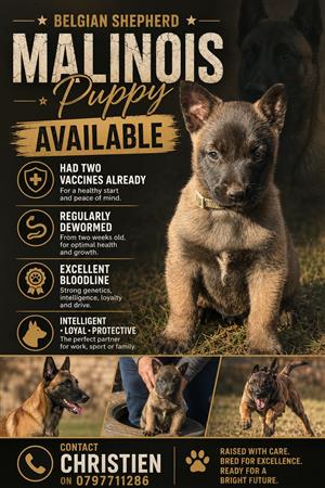 Belgian Shepherd Malinois puppy