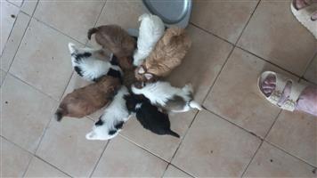 female Yorkinese puppies.