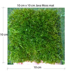 Java Moss Mats for sale 
