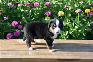 Bernese mountain dog puppies for sale