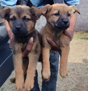 Dogs and Puppies listings priced between R250 and R500 in South