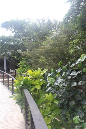 PLANTATIONS - NEWEST RELEASE IN ELALENI