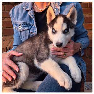 Purebred Siberian Husky