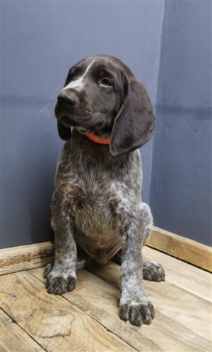 German shorthaired pointer 