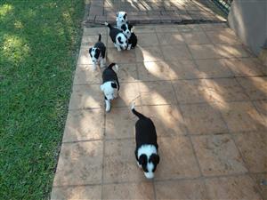 Border Collie Puppies