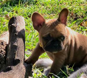 Stunning French bulldog puppies available