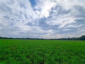 Excellent 28 ha Crop & Cattle Farm for Sale – Groot MArico - A True Bushveld Gem!