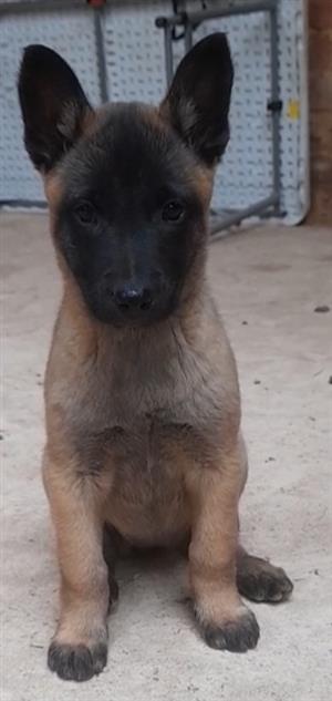 Beautiful Belgian Malinois pups