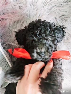 KUSA silver French toy poodles.