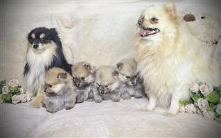 Purebred Pomeranians