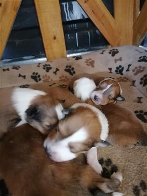 Rough Collie Puppies For Sale 