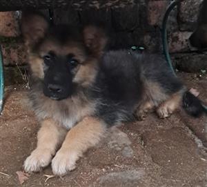German Shepherds puppies For Sale