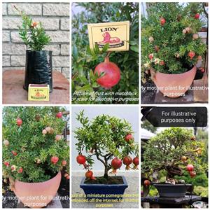 Pomegranate Miniature/Punica granatum var Nana in 750ml plant bags 