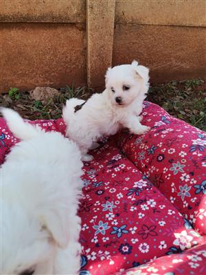 Beautiful miniature Maltese puppies available