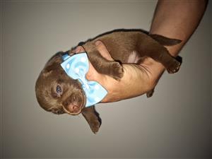 Miniature dachshund males