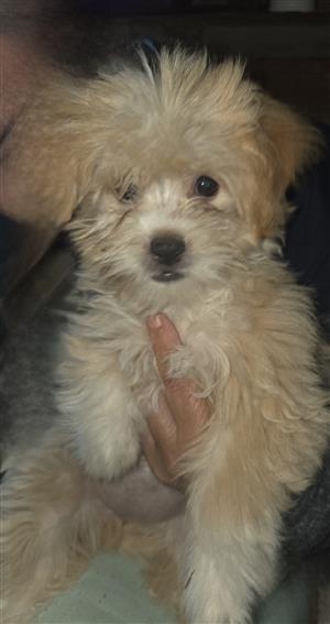 Maltese / pekingese puppies