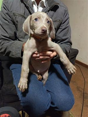8 week old weimaraner puppies