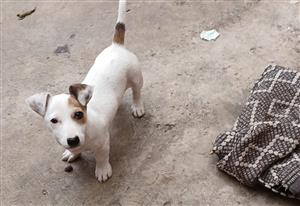 Jack russel pups 