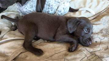 German Shorthaired pointer puppy