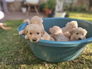 Gorgeous Golden Retriever puppies available