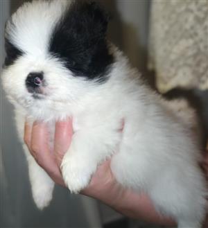 Pomeranian puppies 6 weeks