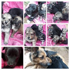 Pure Breed German Shepherd Puppies for sale