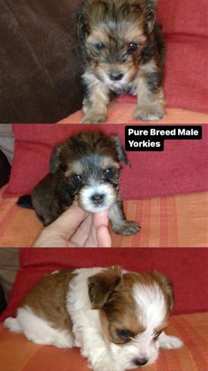 Purebred male and female yorkie puppies