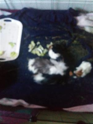 3 long haired 3 week old guinea pigs