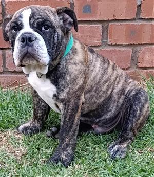 2x Registered Male English Bulldogs IN BLOEMFONTEIN