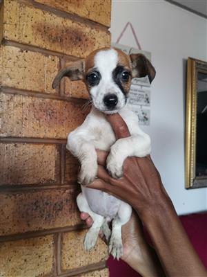 Purebred jack Russell female puppy 