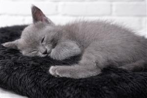 9 Week Old Russian Blue Female Kitten Looking for her Forever Home