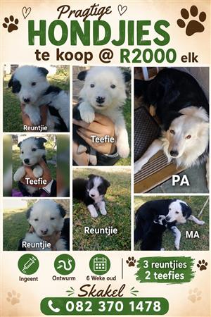 Sheep dog puppies for sale. 3 x males and 2 x females
