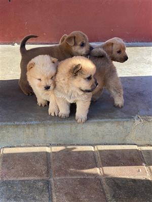 ChowChow Puppies 
